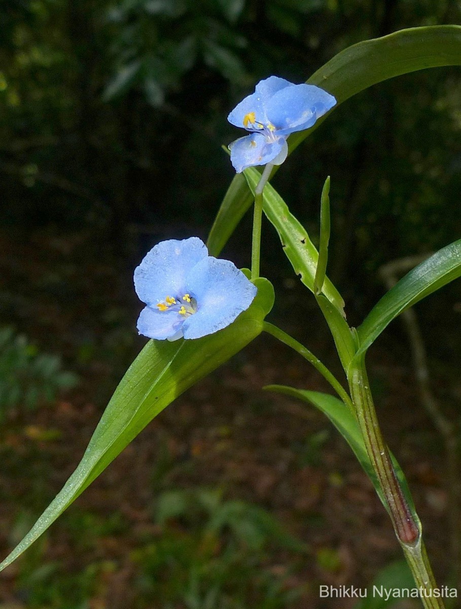 Commelina appendiculata C.B.Clarke